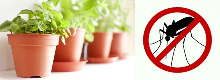 Garden Tools Online India